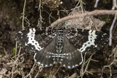 Rheumaptera hastata