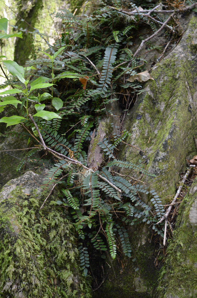 Button Fern