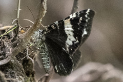 Rheumaptera hastata