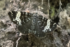 Rheumaptera hastata