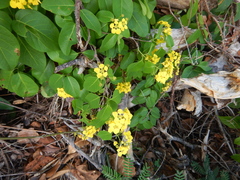 Stigmaphyllon emarginatum