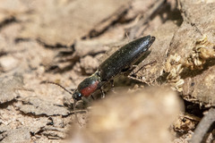 Agriotes fucosus
