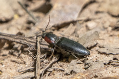 Agriotes fucosus