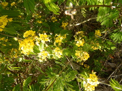 Stigmaphyllon emarginatum