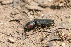 Agriotes fucosus
