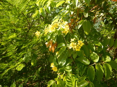 Stigmaphyllon emarginatum