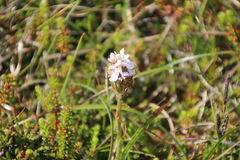 Dactylorhiza maculata ericetorum