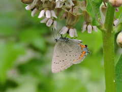 Satyrium acadica