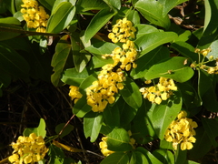 Stigmaphyllon emarginatum