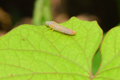 Graphocephala aurora
