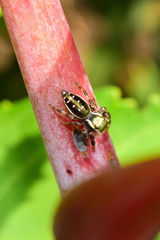 Paraphidippus aurantius