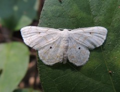 Idaea obfusaria