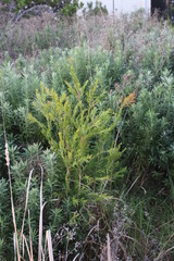 Melaleuca viminalis viminalis