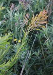 Melaleuca viminalis viminalis