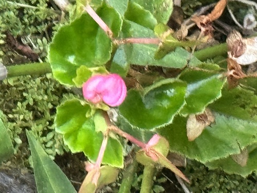 Begonia cucullata observed 2024-08-20