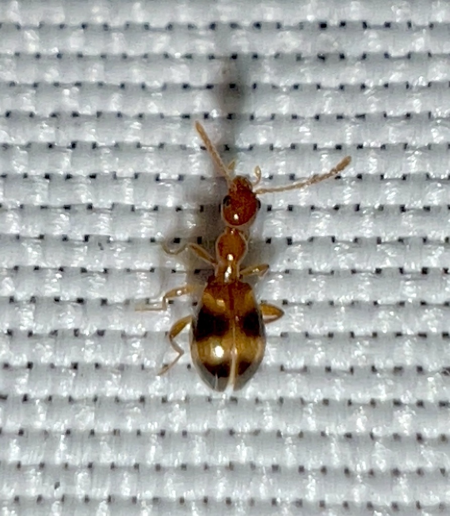 Acanthinus scitulus