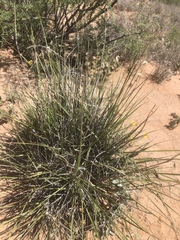 Nolina microcarpa