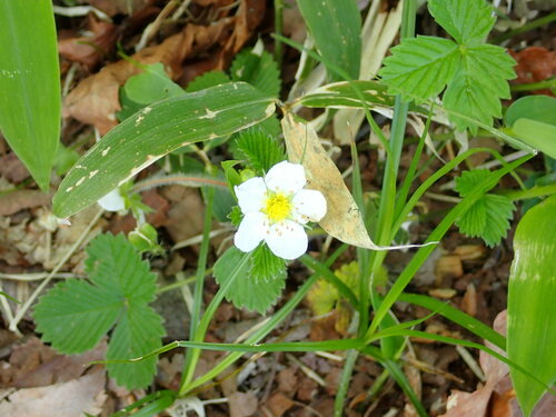 Fragaria nipponica iNat (3)