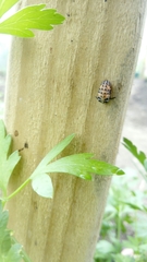Coccinella septempunctata