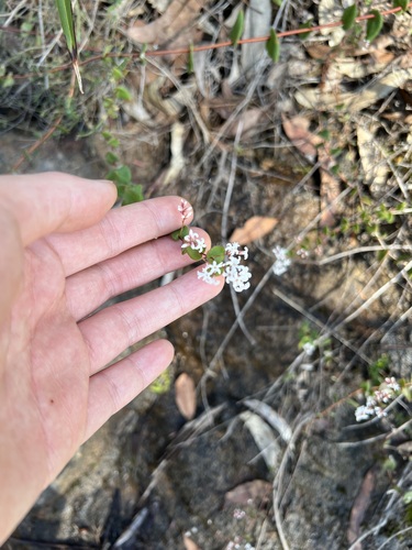 Image of Leucopogon amplexicaulis by (c) Toby Jin, some rights reserved (CC BY)