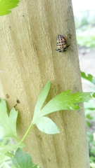 Coccinella septempunctata