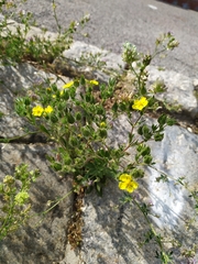 Potentilla incana