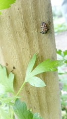 Coccinella septempunctata