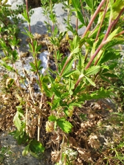 Potentilla incana
