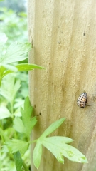 Coccinella septempunctata