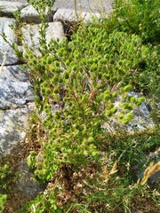 Potentilla incana