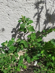 Chenopodium vulvaria