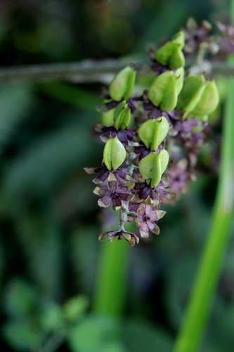 Japanese False Hellebore (Veratrum schindleri)