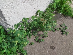 Chenopodium vulvaria