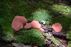 Tubifera magna