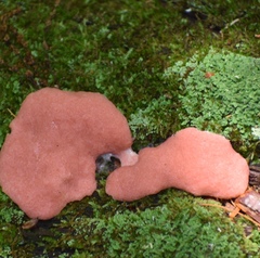 Tubifera magna