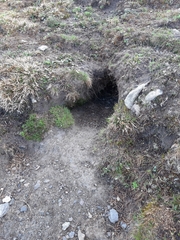 Marmota marmota