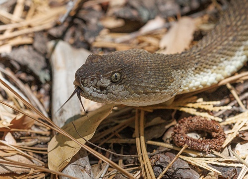 iNaturalist observation photo of Northern Pacific Rattlesnake