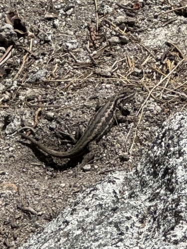 iNaturalist observation photo of Common Sagebrush Lizard