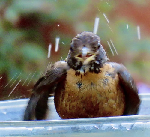 American Robin photographed in California