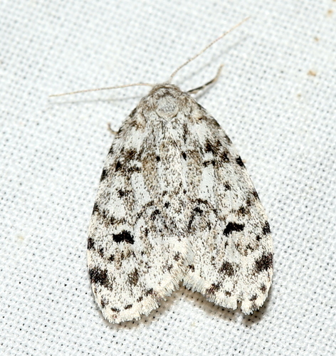 Little White Lichen Moth photo 5