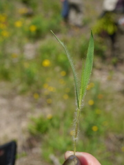 Dichanthelium praecocius