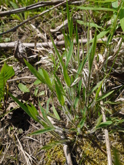 Dichanthelium praecocius