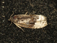 Apotomis betuletana