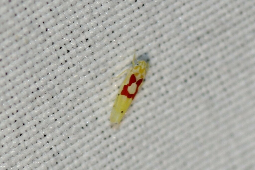 Eratoneura pyra