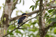 Winchell's Kingfisher photo 2