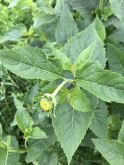 Heliopsis