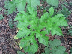 Heracleum sphondylium