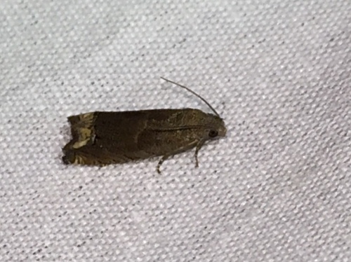 Ragweed Borer photo 3