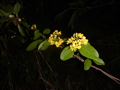Stigmaphyllon emarginatum