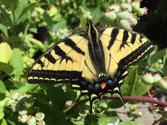 Papilio rutulus